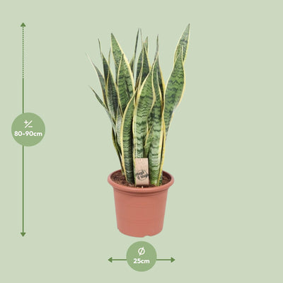 Sansevieria Trifasciata Laurentii - Schwiegermutterzunge | 85cm