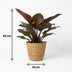 Philodendron Imperial Red - easy-care houseplant in basket, 60cm Bild 3
