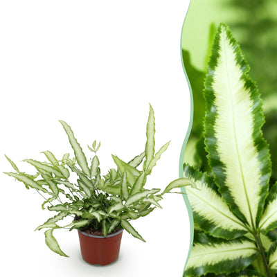 Pteris cretica Albolineata: Haustierfreundlicher Schwertfarn im 12cm Topf
