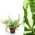 Pteris cretica Albolineata: Haustierfreundlicher Schwertfarn im 12cm Topf Bild 1