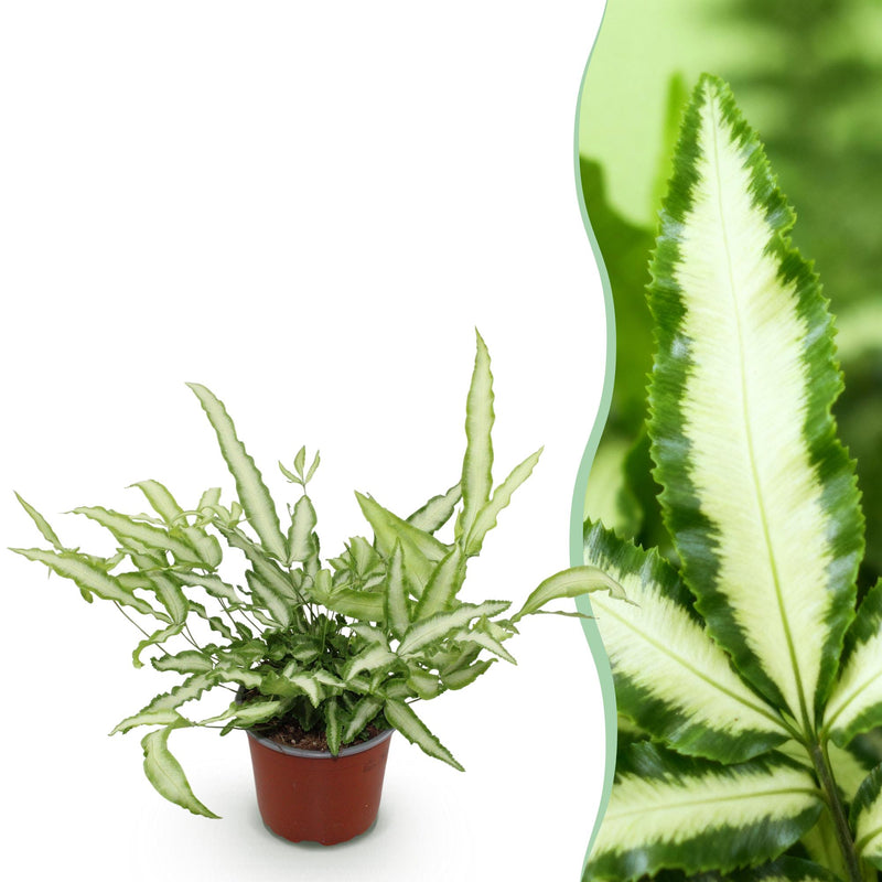Pteris cretica Albolineata: Haustierfreundlicher Schwertfarn im 12cm Topf