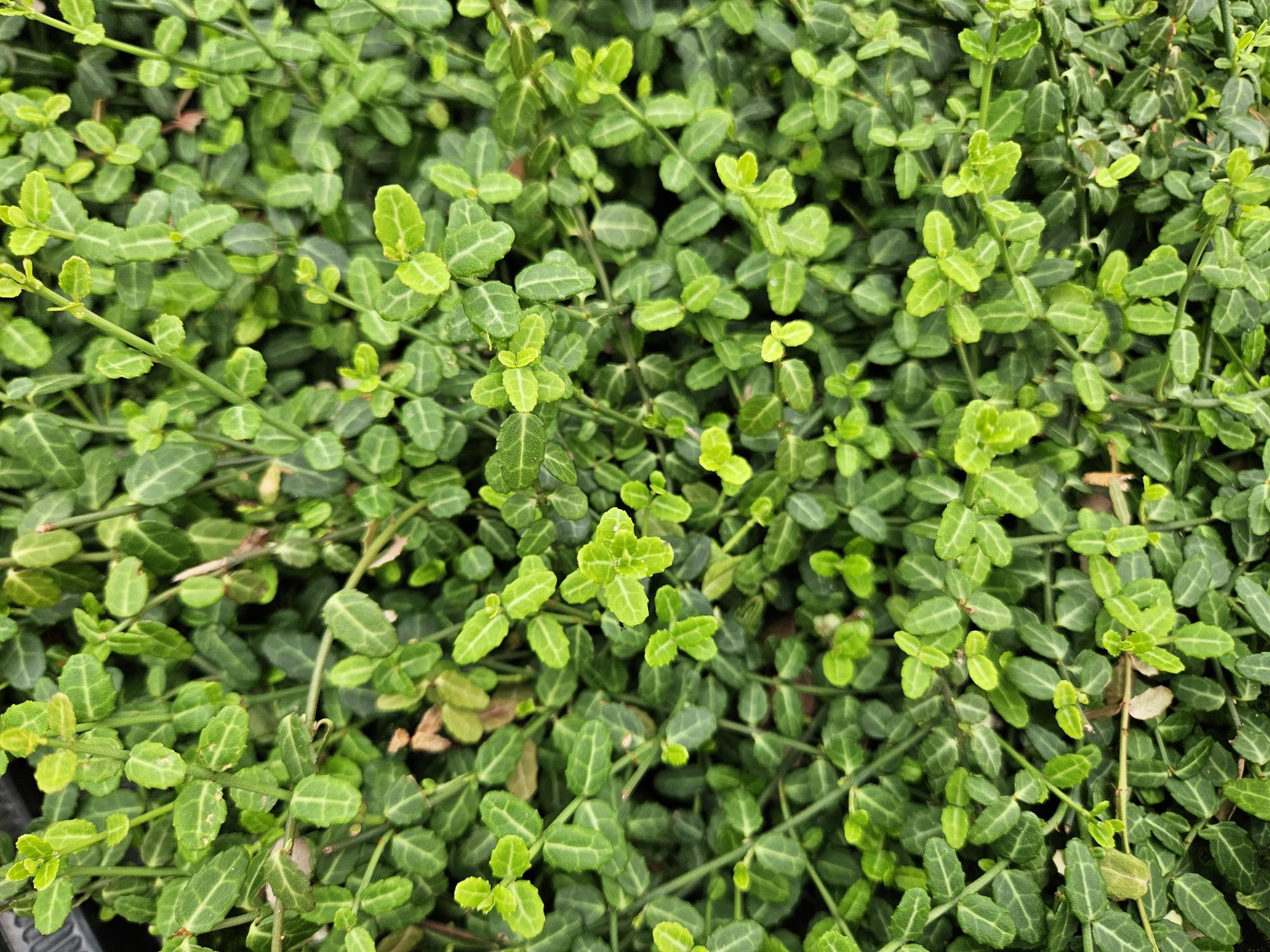 12x Euonymus fort. 'Minimus' - Bodendecker mit Herbstfärbung, 10-25cm