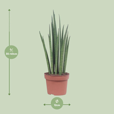 Sansevieria Mikado (Bogenhanf) Ø12cm - 40cm: Elegante & luftreinigende Zimmerpflanze