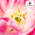 Tulpenbollen Columbus – 20 Stuks | KH Bloembollen® | Roze-Witte Dubbele Pioentulp – Elegant & Vol – Voor Tuin of Pot – Maat 11/12 – Vers van de Teler! Bild 3