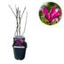 Magnolia Susan Strauch, dunkelrosa Blüten, pflegeleicht, Topf 17cm Bild 1
