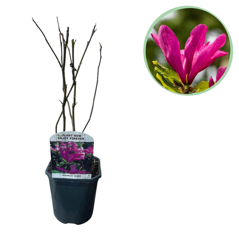 Magnolia Susan Strauch, dunkelrosa Blüten, pflegeleicht, Topf 17cm