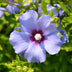 Hibiscus syriacus 'Oiseau Bleu' – 3 Plants – 17cm Pot – Blue Bild 5
