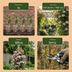 6x Clematis 'Marjorie' - Rosa Kletterpflanze im Ø9cm Topf Bild 6