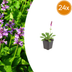 24x Stachys mon. 'Hummelo' Perennial | 10-25cm | Ø9cm Pot Bild 1