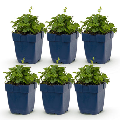 Green boutiQ - Perennial - Campanula portenschlagiana Tricolor - Peachleaf Bellflower - Ground Cover - Purple - Pink - White - 6 Plants - Pot 11cm - Height 15-25cm