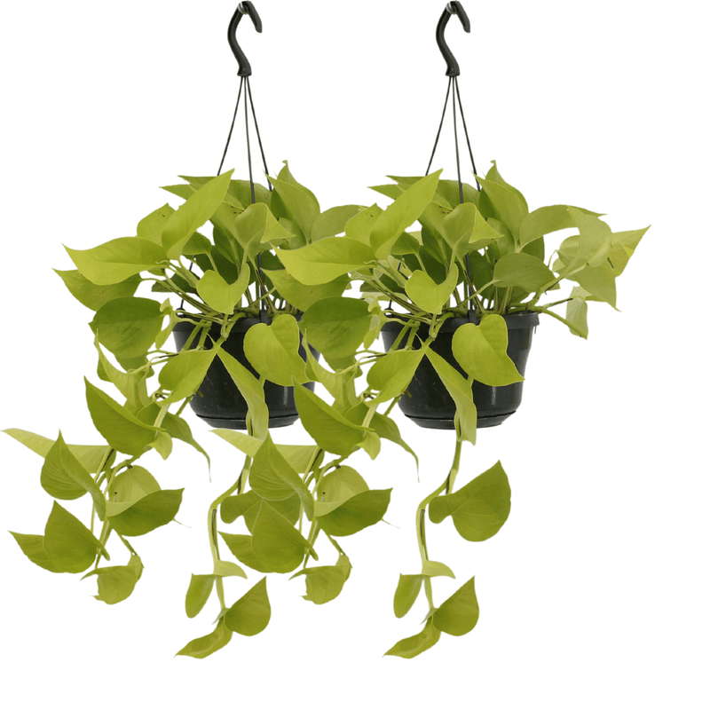 Epipremnum Golden Pothos (Scindapsus) - Set of 2, Ø15cm, ↕25cm