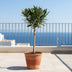Oleander auf Stamm (90 cm, weiß) – Duftender Blickfang für sonnige Standorte Bild 3