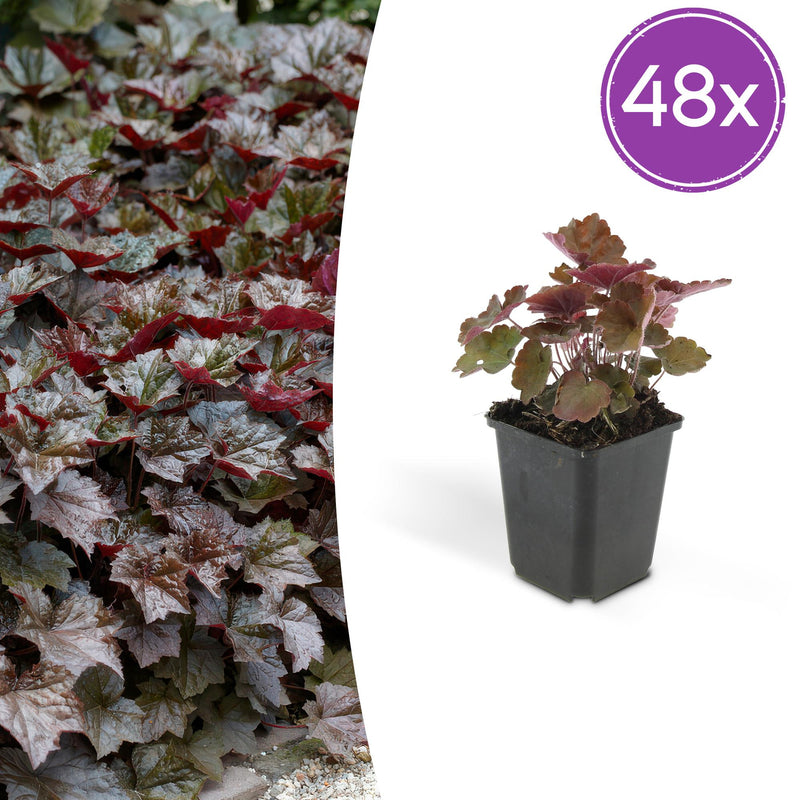 48x Heuchera mic. 'Palace Purple' - 10-25cm - Ø9cm