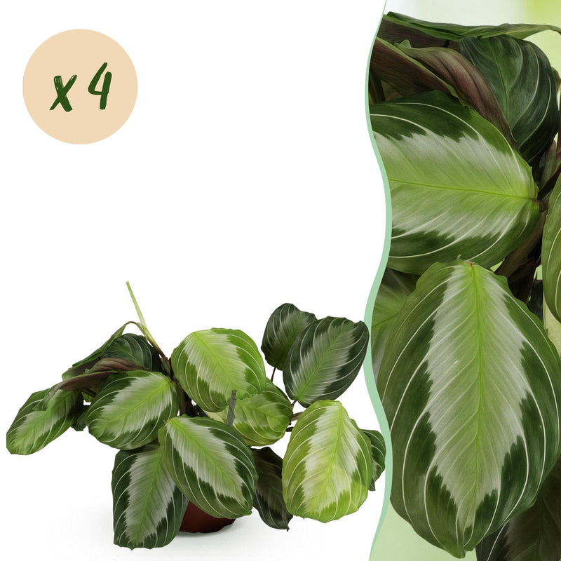 Green boutiQ - Houseplant - Maranta Fascinator Silverband - Prayer Plant - Pet Friendly - Green - 4 Plants - 12cm Pot - 30-35cm Height