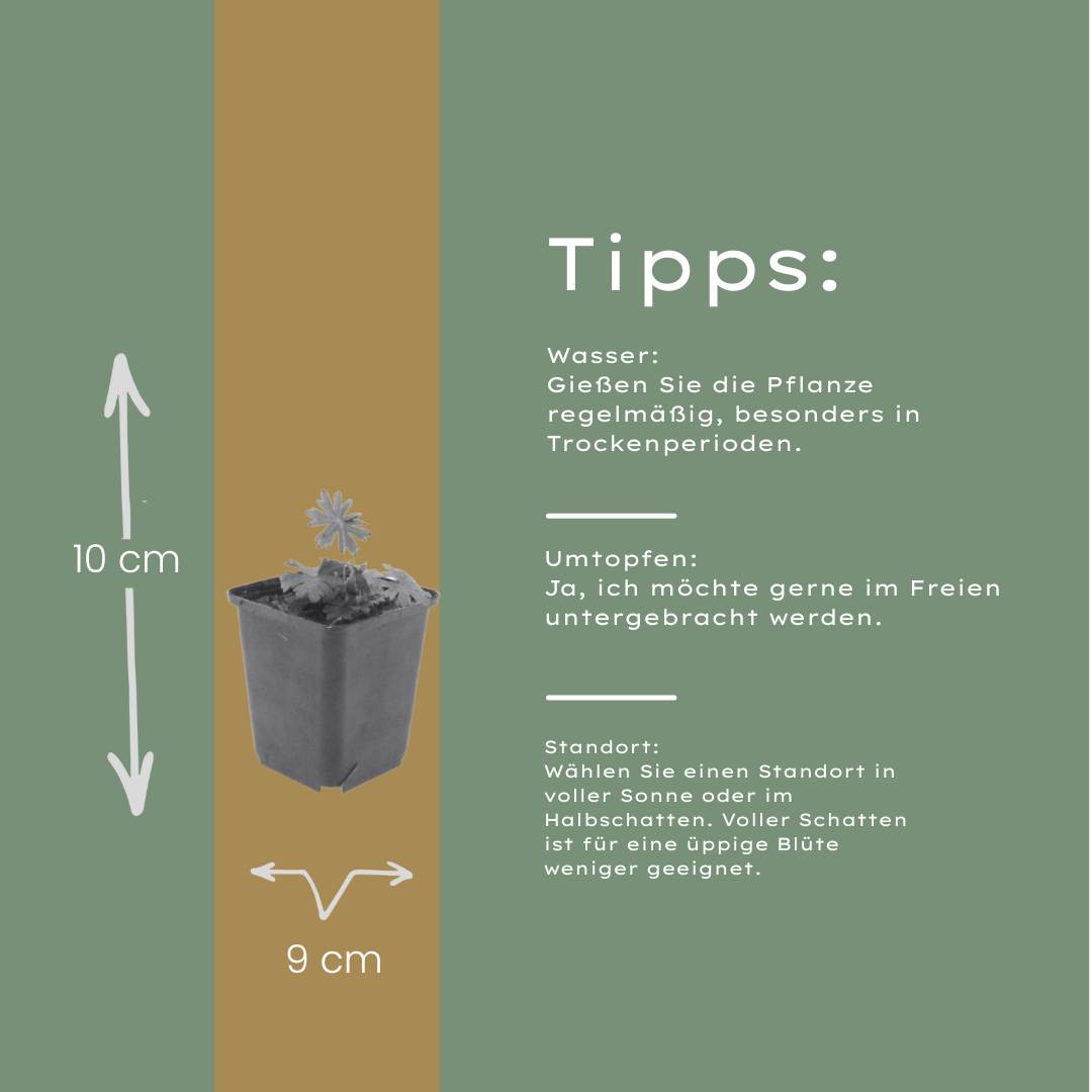 24x Geranium sanguineum - ↕10-25cm - Ø9cm