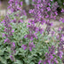 Green boutiQ - Stauden - Nepeta rac. Grog - Katzenminze - Bienchen- und Schmetterlingsanzieher - Blau - 6 Pflanzen - Topf 11cm - Höhe 15-25cm Bild 5
