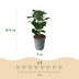 GreenboutiQ Prunus laurocerasus Novita Heckenpflanze, 8 Stück, grün Bild 3