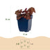 Green boutiQ - Perennials - Heuchera micr. Palace Purple - Coral Bells - Shade - Purple - 1 Plant - 11cm Pot - Height 15-25cm Bild 3