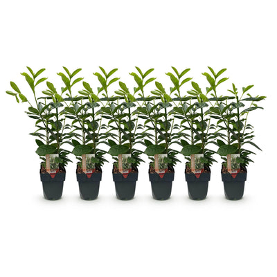 GreenboutiQ Prunus laurocerasus Novita: Immergrüne Heckenpflanze, 6er Set