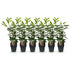GreenboutiQ Prunus laurocerasus Novita: Immergrüne Heckenpflanze, 6er Set Bild 2
