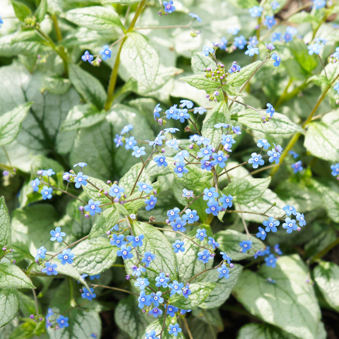 6x Brunnera macr. 'Jack Frost' - ↕10-25cm - Ø9cm