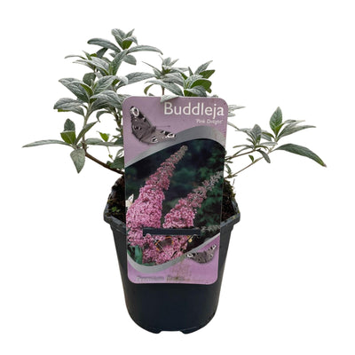 GreenboutiQ Schmetterlingsstrauch Pink Delight, Rosa Blüte