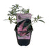 Green boutiQ - Garden plant - Buddleja davidii Pink Delight - Butterfly bush - Hardy - Pink - 1 plant - Pot 17cm - Height 45cm Bild 2