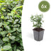 6x Euonymus fortunei radicans - 10-25cm hoch, Ø9cm Topf Bild 1