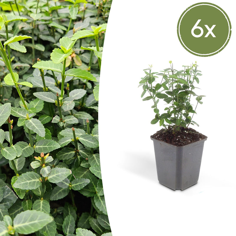 6x Euonymus fortunei radicans - 10-25cm hoch, Ø9cm Topf