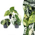 3x Alocasia Tricolour Variegata Babypflanzen Ø6cm Bild 1