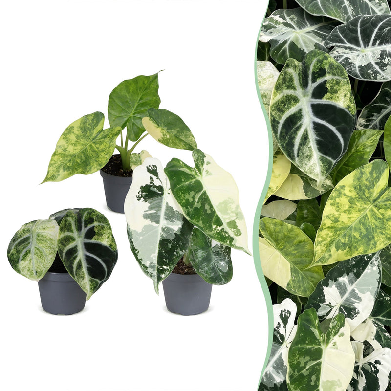 3x Alocasia Tricolour Variegata Babypflanzen Ø6cm