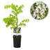 GreenboutiQ Wisteria 'Alba' - Wisteria floribunda, white flowers, 40cm Bild 1