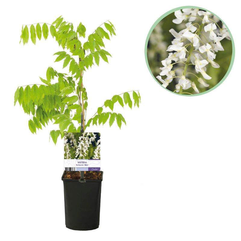 GreenboutiQ Wisteria 'Alba' - Wisteria floribunda, white flowers, 40cm