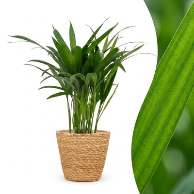Green boutiQ - Areca Lutescens - Butterfly Palm - 1 Plant - with Basket - Pot 12cm - Height - 45cm