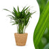 Green boutiQ - Areca Lutescens - Goldfruchtpalme - 1 Pflanze - mit Korb - Topf 12cm - Höhe - 45cm Bild 1