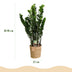 Zamioculcas ZZ-Pflanze im Korb, Grün, Topf 21cm, 80-90cm Bild 3