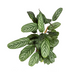 Calathea Oppenheimiana mit Korb Ø24cm - ↕80 - 100cm Bild 3