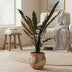 Alocasia Lauterbachiana XL – Tropical Jungle Flair for Your Home Bild 3