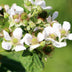 Bio Himbeere 'Malling Promise' - Ø13cm - ↕45cm Bild 5