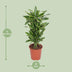 Dracaena Golden Coast - Eleganter Drachenbaum für Ihr Zuhause (Ø27cm, 110cm) Bild 2