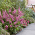 Buddleja Butterfly Candy Little Pink: 3x Butterfly Bush, pink, 12cm Pot Bild 5