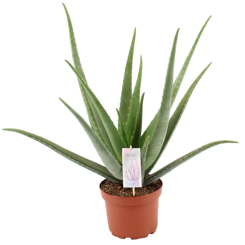 Aloe Vera Zimmerpflanze 70 cm - Pflegeleicht & Dekorativ