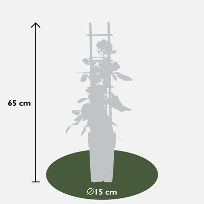 3x Rose Mix ↨65cm Ø15cm – Instant Blooms for Garden & Balcony