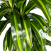 Dracaena Deremensis Hawaiian Sunshine Ø21cm | 90-110cm Höhe Bild 4