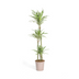 Dracaena Deremensis White Stripe Topf Ø24cm, 130-150cm hoch Bild 1