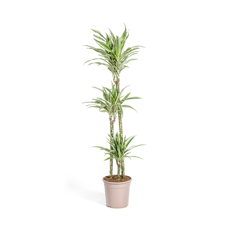 Dracaena Deremensis White Stripe Topf Ø24cm, 130-150cm hoch