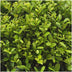 2x 6er Pack Ilex crenata 'Jenny' - Ø7cm - ↕15cm Bild 6