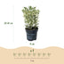 Green boutiQ - 40x Euonymus japonicus White Spire - Kardinalskappen - Heckenpflanzen - Immergrün - Weiß - Grün - Topf 9cm - Höhe 20-30cm Bild 4