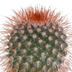 Cactus mix 5x (5.5cm pot) in white pot Bild 4