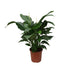 Spathiphyllum Sweet Silvana Peace Lily, Ø24cm, ↕80cm Bild 1